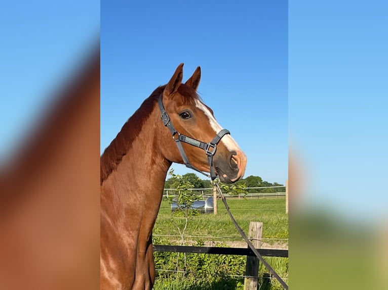 Oldenbourg Jument 3 Ans 167 cm Alezan in Werlte