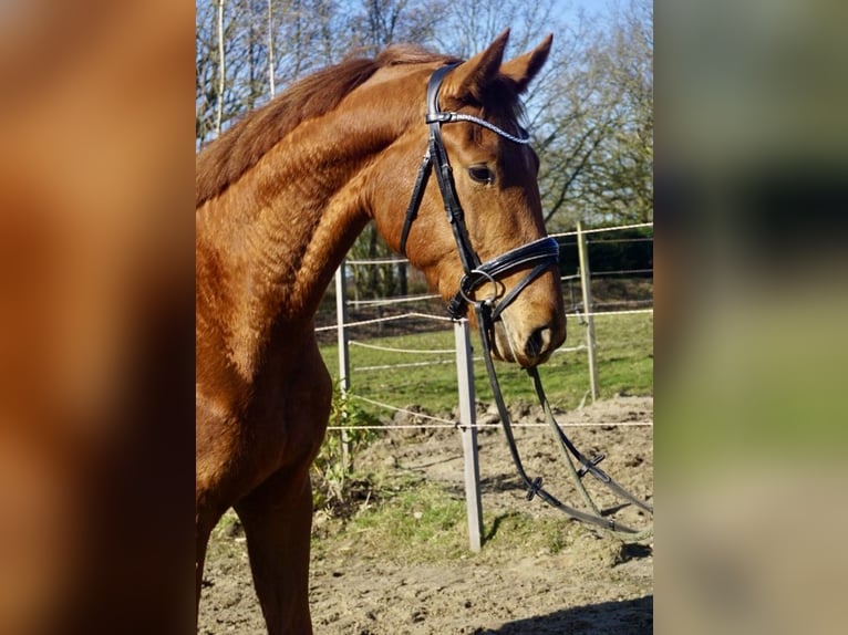 Oldenbourg Jument 3 Ans 167 cm Alezan in Westerstede