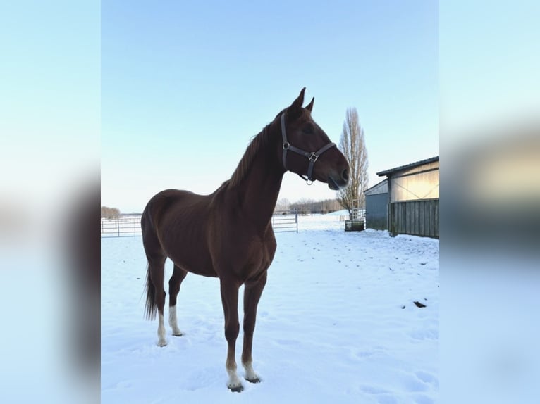 Oldenbourg Jument 3 Ans 167 cm Alezan in Westerstede