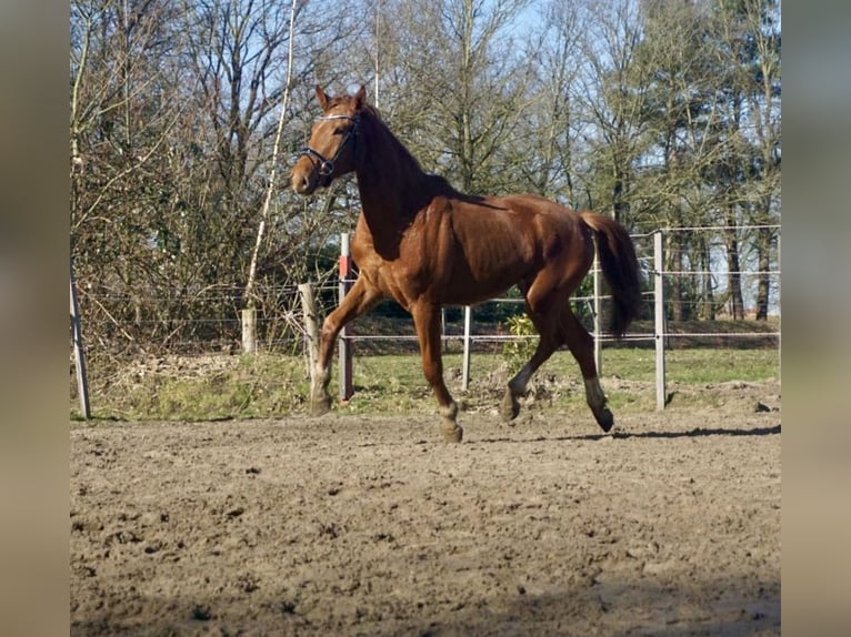 Oldenbourg Jument 3 Ans 167 cm Alezan in Westerstede