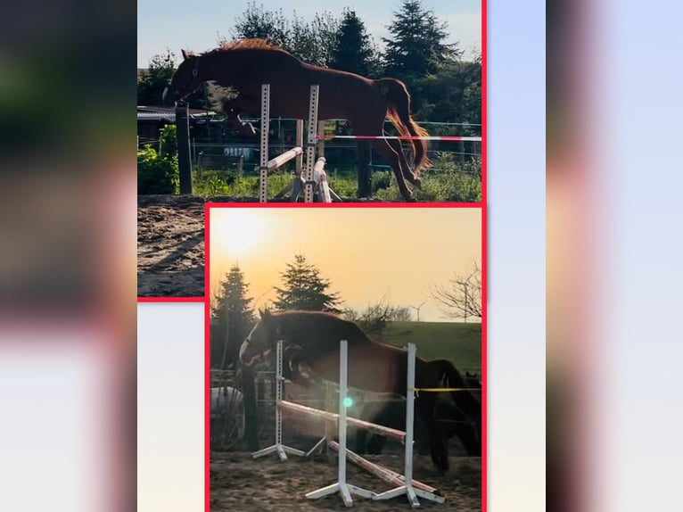 Oldenbourg Jument 3 Ans 167 cm Alezan in Tenze