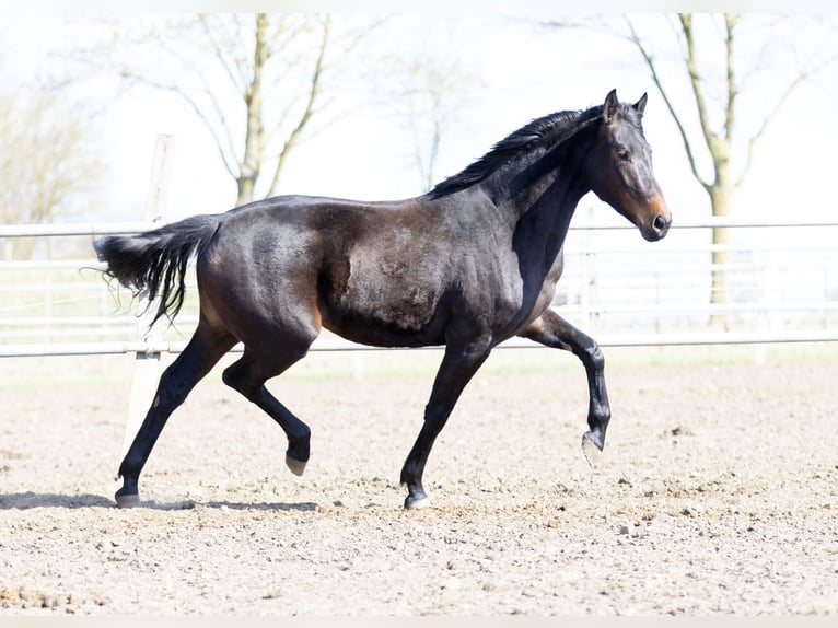 Oldenbourg Jument 3 Ans 167 cm Bai brun in Bargstedt