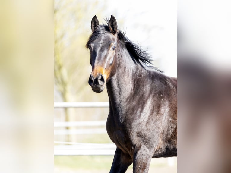 Oldenbourg Jument 3 Ans 167 cm Bai brun in Bargstedt