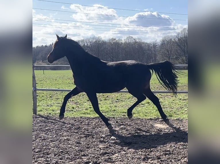 Oldenbourg Jument 3 Ans 167 cm Bai brun in Bargstedt