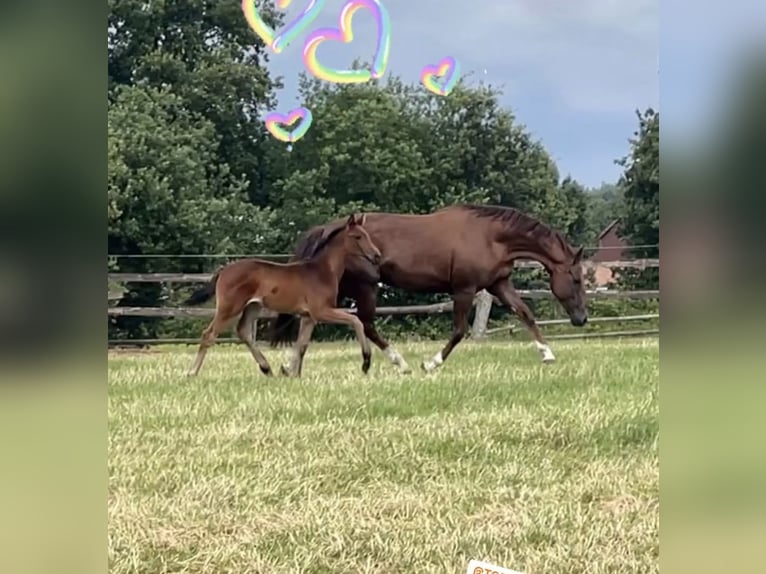 Oldenbourg Jument 3 Ans 167 cm Bai brun in Bargstedt