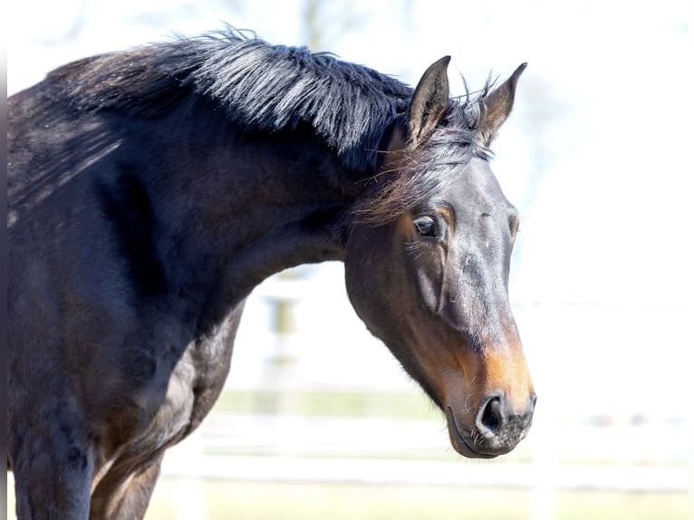 Oldenbourg Jument 3 Ans 167 cm Bai brun in Bargstedt