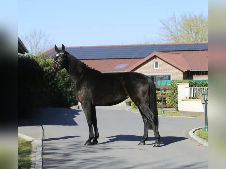 Oldenbourg Jument 3 Ans 167 cm Bai brun in Plech