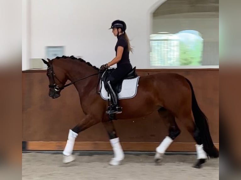 Oldenbourg Jument 3 Ans 167 cm Bai cerise in Puszcza Maria&#x144;ska