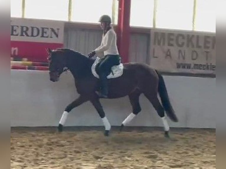 Oldenbourg Jument 3 Ans 167 cm Bai in Schwaan