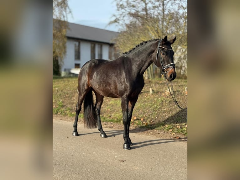 Oldenbourg Jument 3 Ans 167 cm Bai in Ph&#xF6;ben