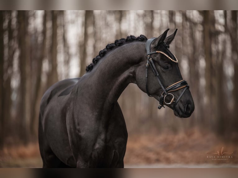 Oldenbourg Jument 3 Ans 167 cm Noir in Wehringen