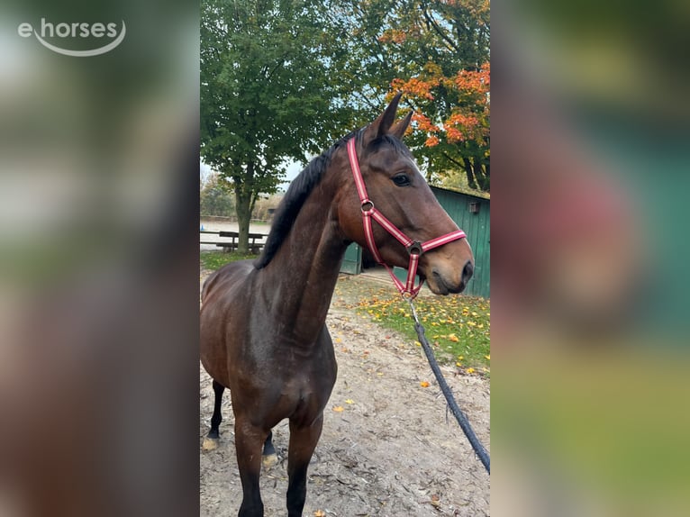 Oldenbourg Jument 3 Ans 168 cm Alezan brûlé in Vechta