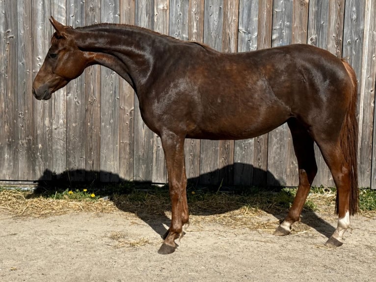Oldenbourg Jument 3 Ans 168 cm Alezan brûlé in Nahe