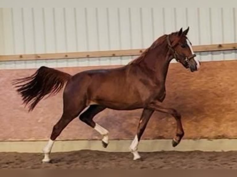 Oldenbourg Jument 3 Ans 168 cm Alezan in Alfhausen