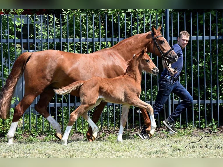 Oldenbourg Jument 3 Ans 168 cm Alezan in Werlte