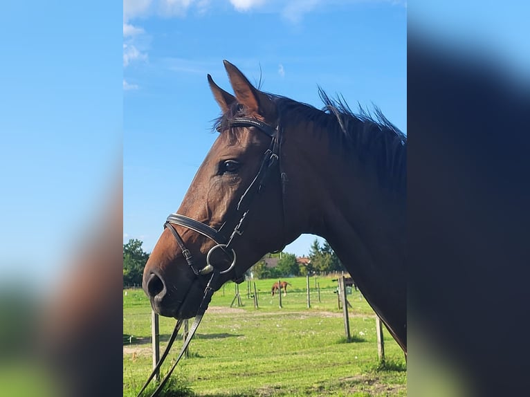 Oldenbourg Jument 3 Ans 168 cm Bai brun in Potsdam OT Satzkorn