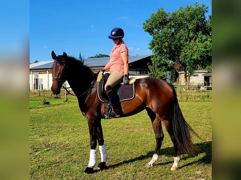 Oldenbourg Jument 3 Ans 168 cm Bai brun in Potsdam OT Satzkorn