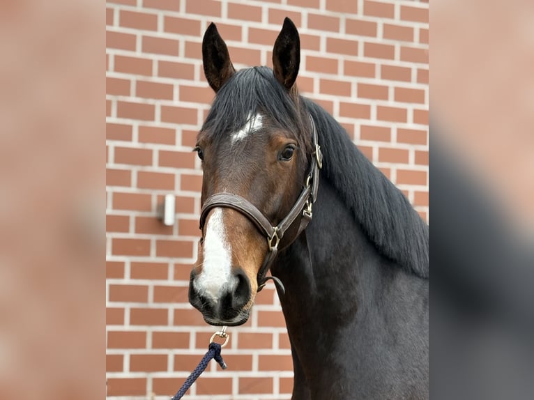 Oldenbourg Jument 3 Ans 168 cm Bai brun in Barver