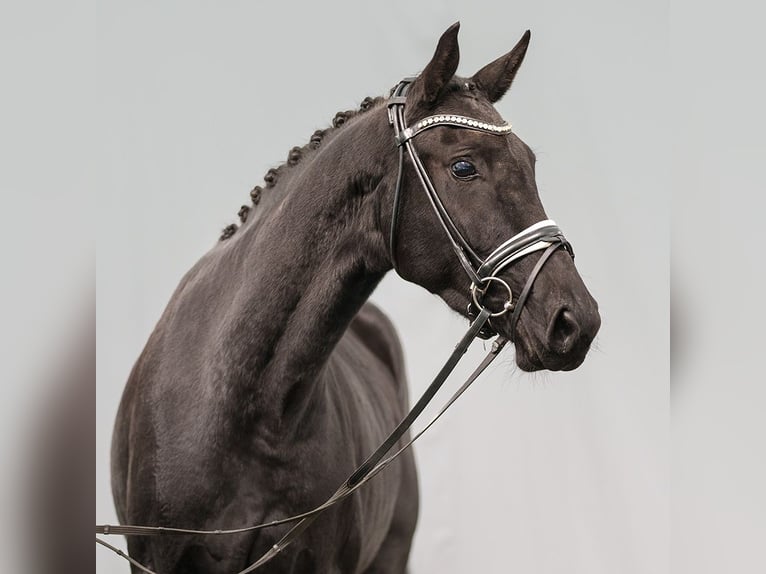 Oldenbourg Jument 3 Ans 168 cm Bai brun foncé in Münster