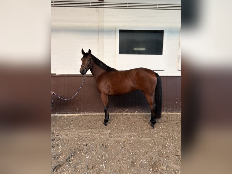 Oldenbourg Jument 3 Ans 168 cm Bai in Essen (Oldenburg)