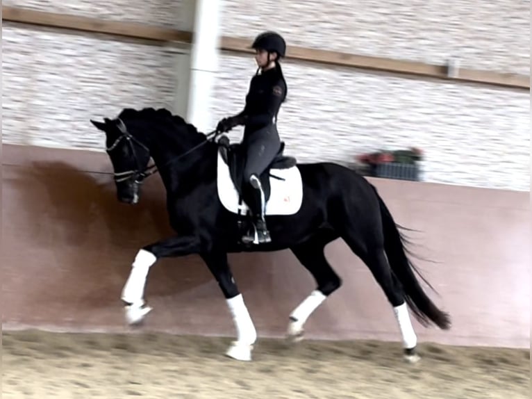 Oldenbourg Jument 3 Ans 168 cm Noir in Wehringen