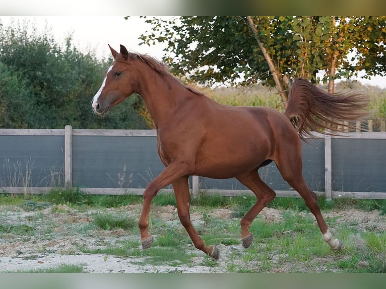 Oldenbourg Jument 3 Ans 169 cm Alezan in Sauensiek