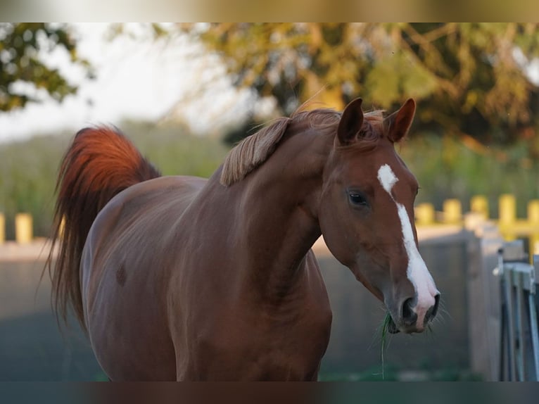 Oldenbourg Jument 3 Ans 169 cm Alezan in Sauensiek