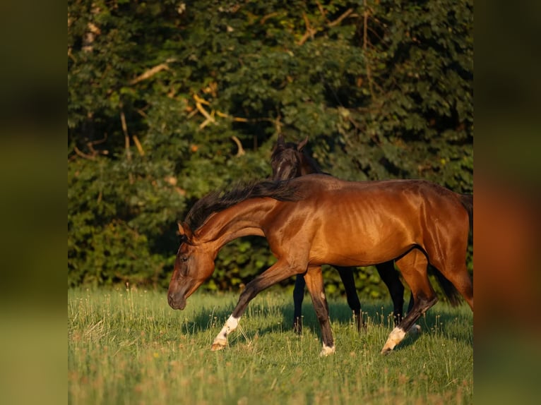 Oldenbourg Jument 3 Ans 169 cm Bai in Mühldorf am Inn