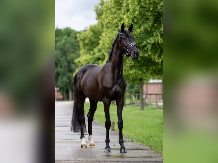 Oldenbourg Jument 3 Ans 169 cm Noir in Rosendahl