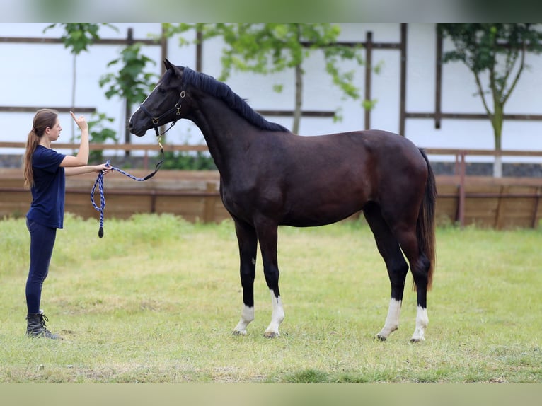 Oldenbourg Jument 3 Ans 169 cm Noir in Brytivka