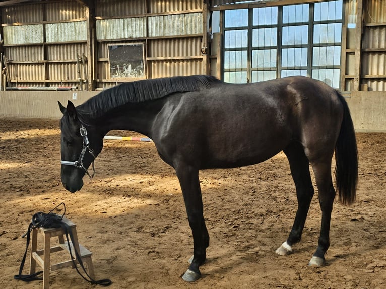 Oldenbourg Jument 3 Ans 169 cm Noir in Greifenstein