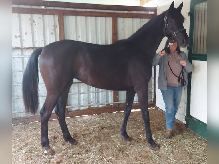 Oldenbourg Jument 3 Ans 169 cm Noir in Greifenstein