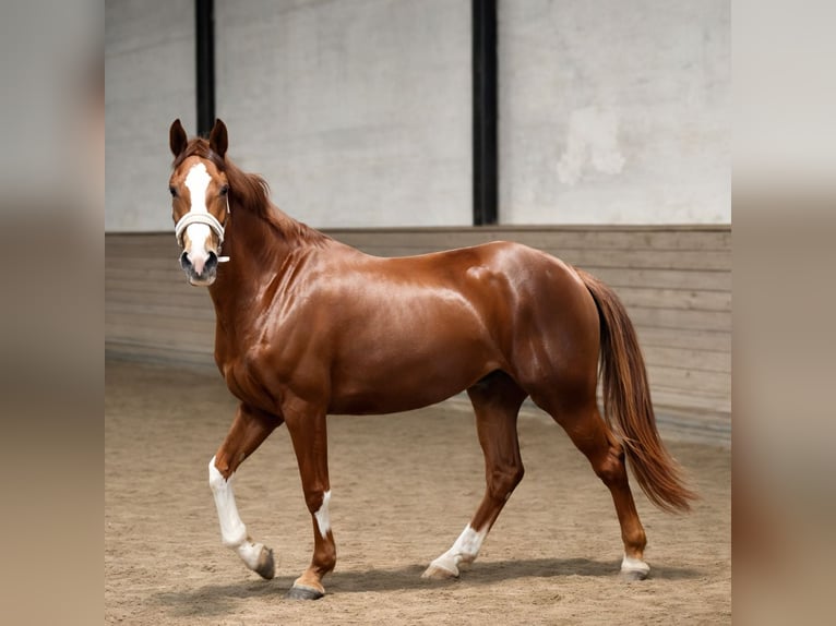 Oldenbourg Jument 3 Ans 170 cm Alezan brûlé in Mainz