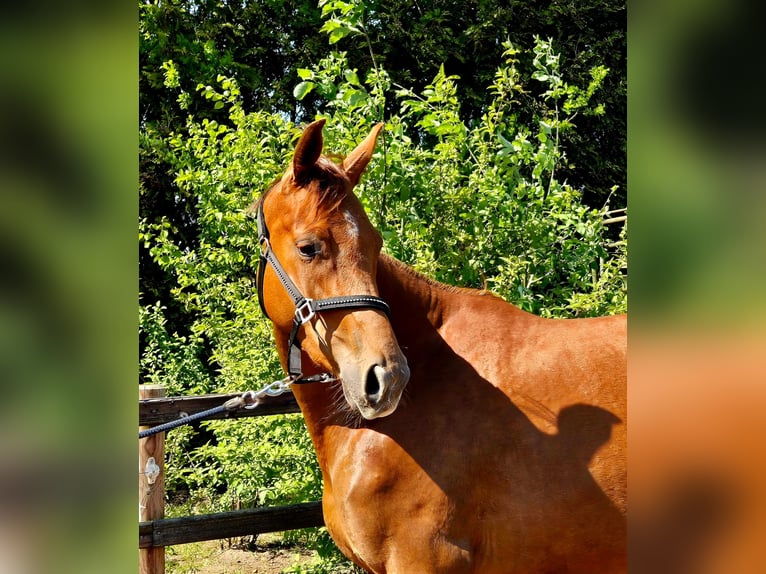 Oldenbourg Jument 3 Ans 170 cm Alezan brûlé in Apen