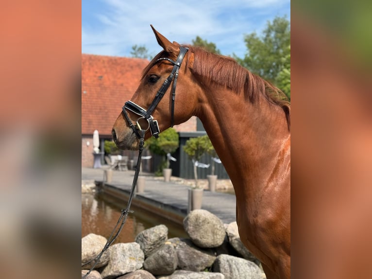 Oldenbourg Jument 3 Ans 170 cm Alezan in Rastede