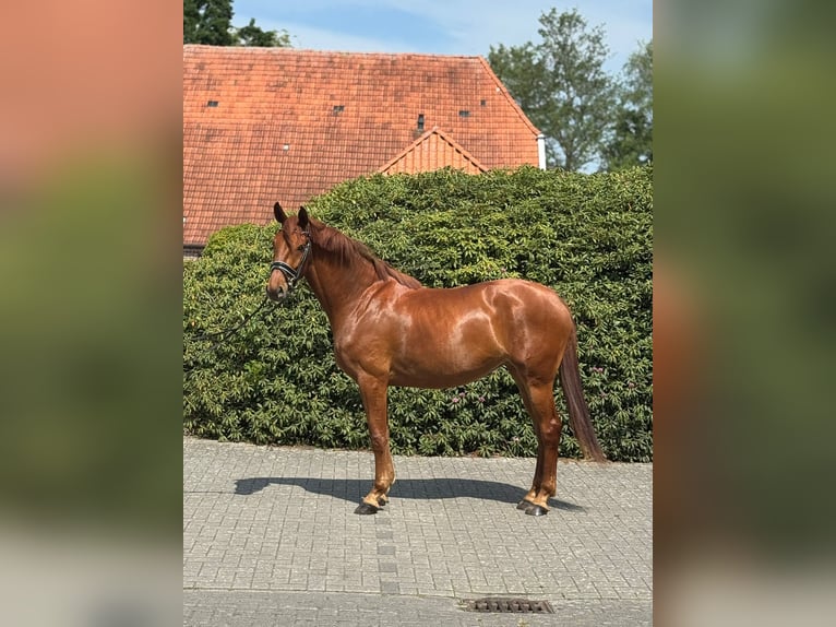 Oldenbourg Jument 3 Ans 170 cm Alezan in Rastede