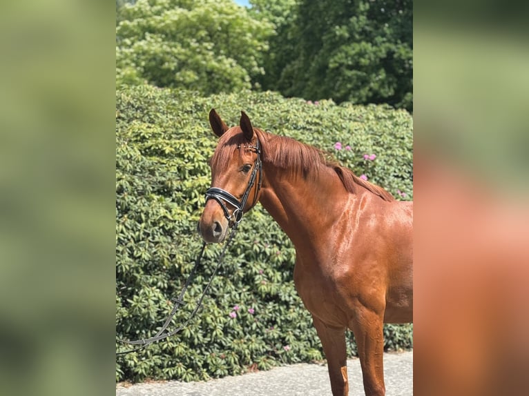 Oldenbourg Jument 3 Ans 170 cm Alezan in Rastede
