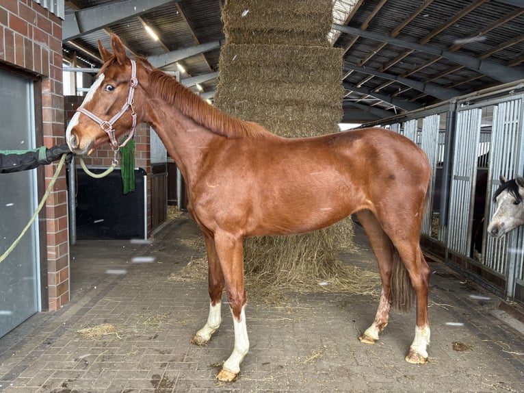 Oldenbourg Jument 3 Ans 170 cm Alezan in Dunum/Brill