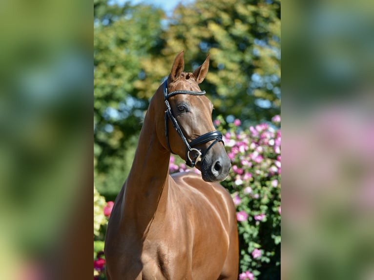 Oldenbourg Jument 3 Ans 170 cm Alezan in Visbek