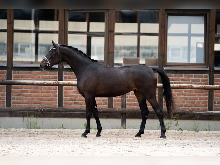 Oldenbourg Jument 3 Ans 170 cm Bai brun foncé in Heidesheim am Rhein