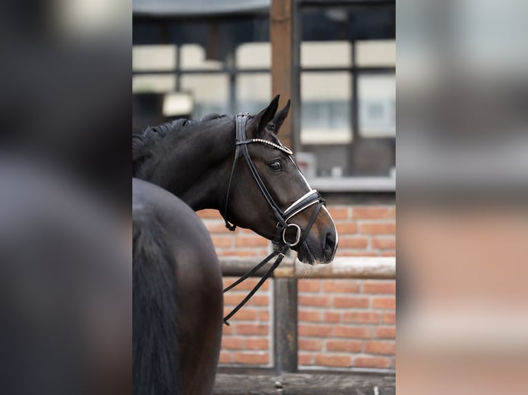 Oldenbourg Jument 3 Ans 170 cm Bai brun foncé in Heidesheim am Rhein