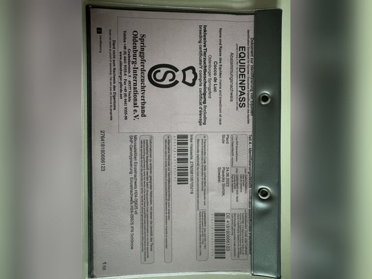 Oldenbourg Jument 3 Ans 170 cm Bai cerise in Brno