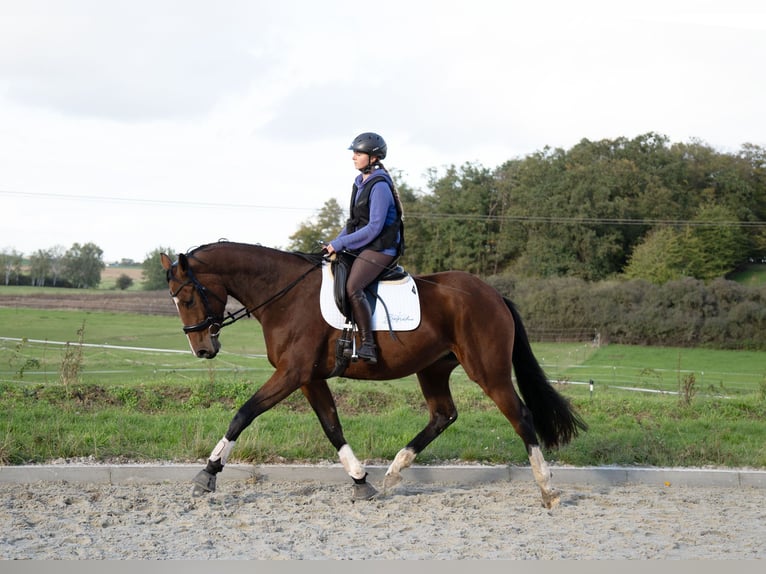 Oldenbourg Jument 3 Ans 170 cm Bai in Radeburg