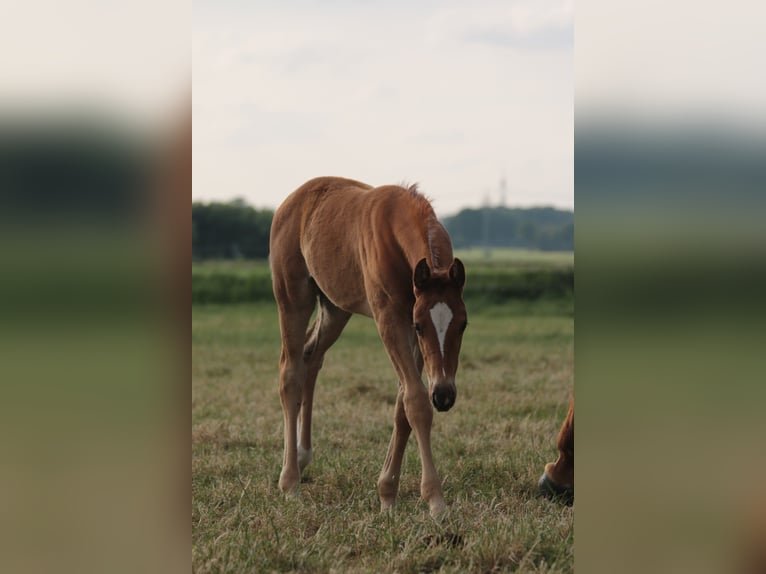 Oldenbourg Jument 3 Ans 170 cm in Brockum