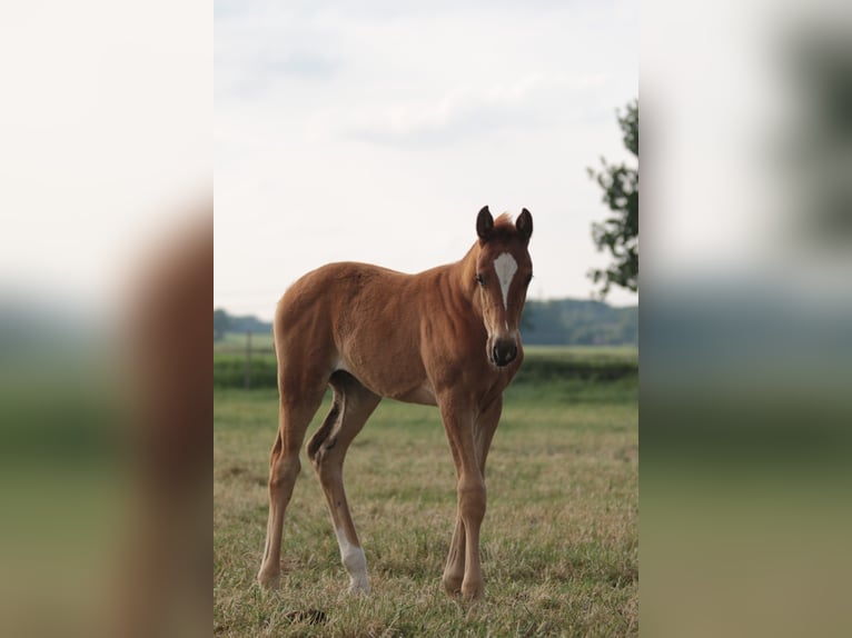 Oldenbourg Jument 3 Ans 170 cm in Brockum