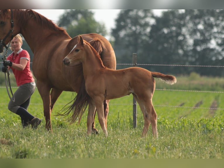 Oldenbourg Jument 3 Ans 170 cm in Brockum