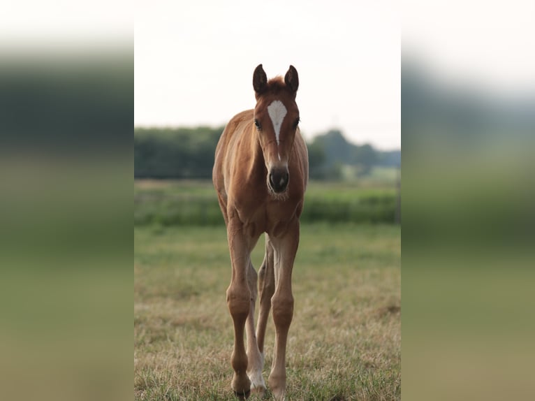 Oldenbourg Jument 3 Ans 170 cm in Brockum