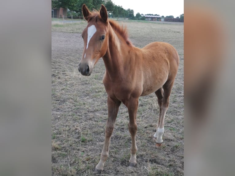 Oldenbourg Jument 3 Ans 170 cm in Brockum