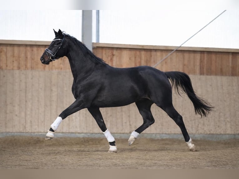 Oldenbourg Jument 3 Ans 170 cm Noir in Fürstenau