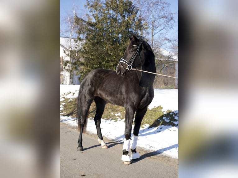 Oldenbourg Jument 3 Ans 170 cm Noir in Kloster Lehnin